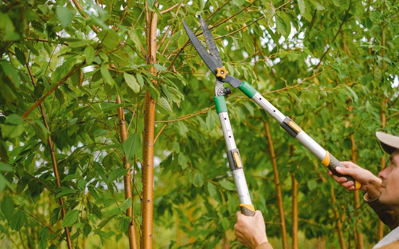 Tree trimming in Kwigillingok, AK